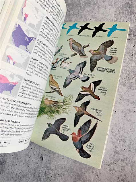 A Guide To Field Identification Birds Of North America Etsy