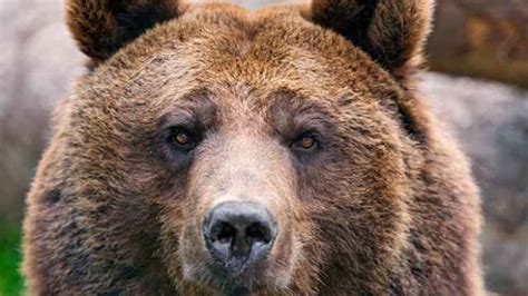 Worlds Oldest Brown Bear Dies In St Petersburg Zoo