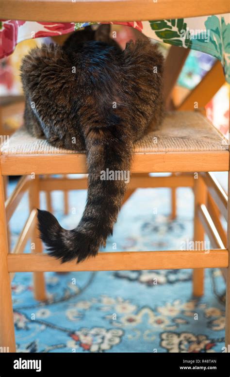 Katze unter dem stuhl Fotos und Bildmaterial in hoher Auflösung Alamy