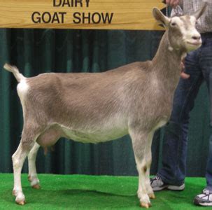 Breeds of Dairy Goat - Toggenburg