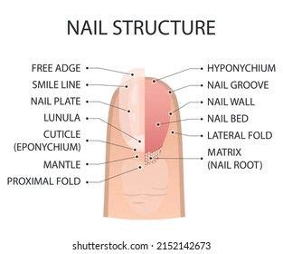 Nail Structure Labeled In English And French