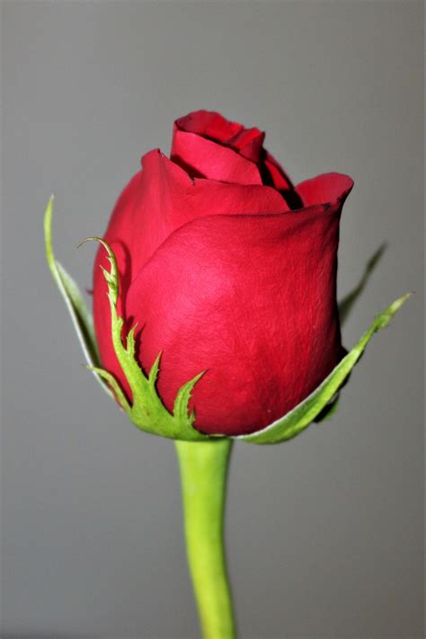 red rose bud close   stock photo public domain pictures