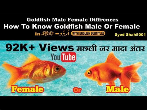 Male Goldfish And Female Goldfish Differences