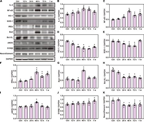 Frontiers Tandem Mass Tag Based Quantitative Proteomic Analysis