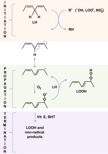 Lipid Peroxidation Oxidation Of Unsaturated Fatty Acids To Lipid Download Scientific Diagram