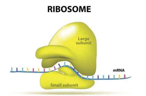 Ribosom Pengertian Ciri Fungsi Struktur Bentuk And Jenisnya