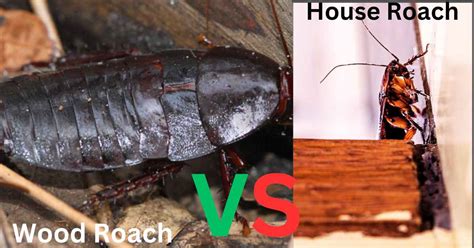 Difference Between Wood Roach vs House Roach