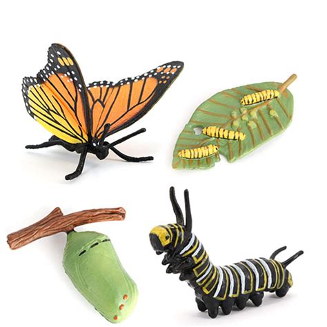 Butterfly Lifecycle Clipart