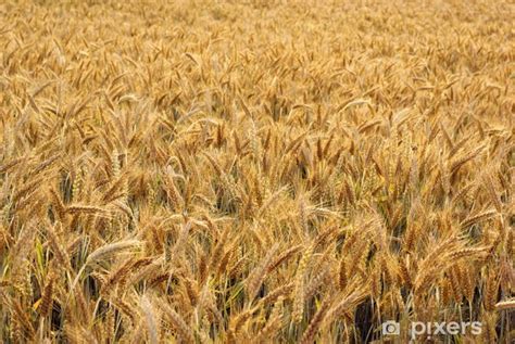 Fotomural El cultivo de triticale híbrido de trigo y centeno PIXERS ES