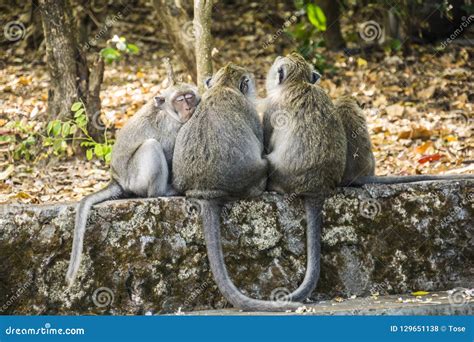 Sleeping Monkeys at the Uluwatu Temple in Bali, Indonesia Stock Photo ...