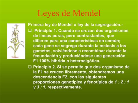 Genetica Mendeliana Leyes De Mendel Basica Para Principiantes Ppt