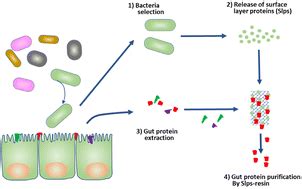 Lactobacillus Johnsonii Enhances The Gut Barrier Integrity Via The