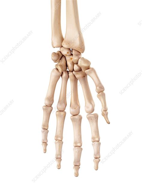 Human hand bones - Stock Image - F015/7927 - Science Photo Library