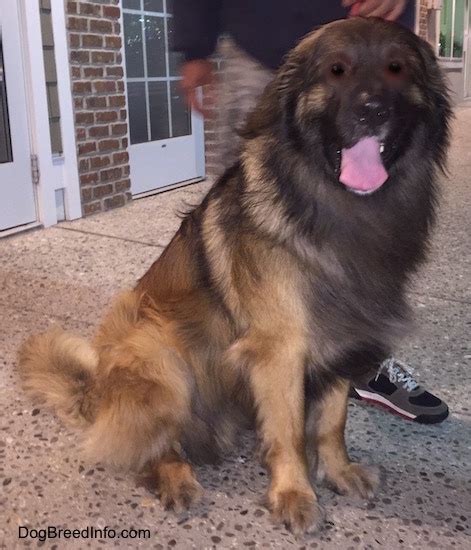 Leonberger Dog Breed Information And Pictures