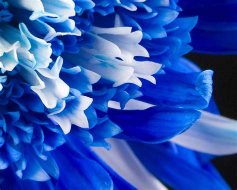 Royal Blue Flowers HD Wallpapers - Top Free Royal Blue Flowers HD