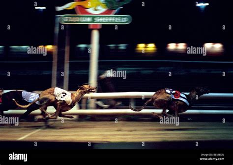 Owlerton greyhound hi-res stock photography and images - Alamy