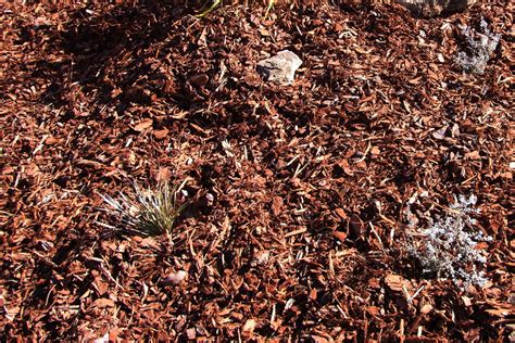 What Is The Best Mulch To Use On Perth Gardens Sustainable Outdoors