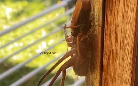 This Wasp About To Lay Eggs In A Spider Is Nature At Its Most Nope