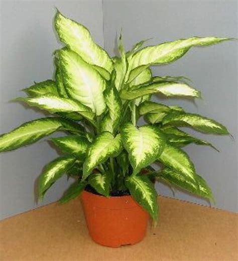 Dieffenbachia 'Camille' - Rail City Garden Center