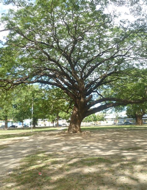 Miguel Fajardo Korea El Guanacaste árbol territorio Árbol Nacional