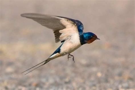 Golondrina Común Hirundo Rustica Vive La Naturaleza