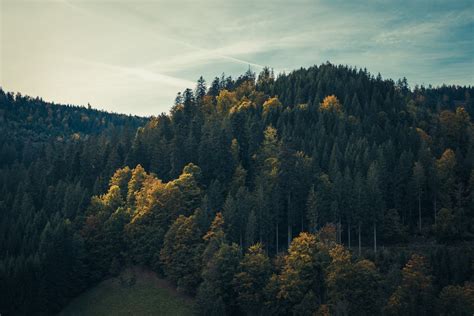 An Aerial Shot of a Forest · Free Stock Photo