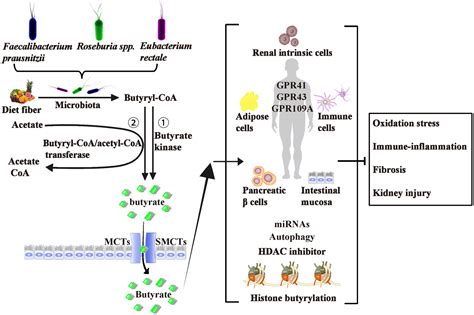 Frontiers The Role And Mechanism Of Butyrate In The Prevention And