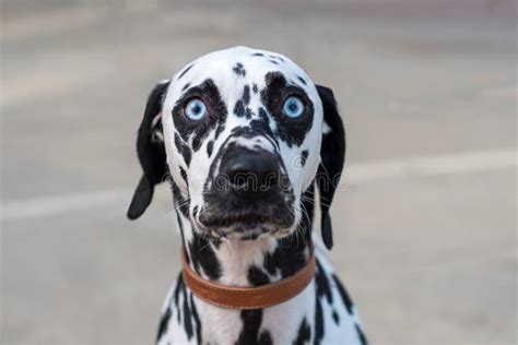 Blue Eyed Dalmation Dog Face Stock Image Image Of Pedigree Dalmatian