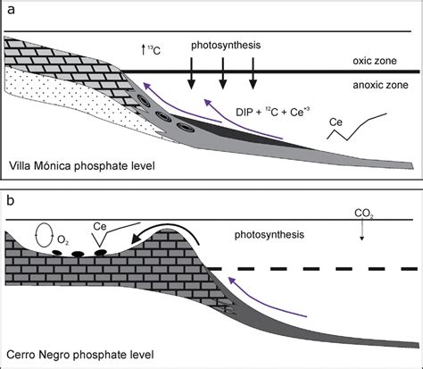 Schematic Representation To Explain The Genesis Of Dissolved Inorganic