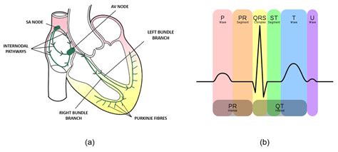 Cardiac Conduction System Ecg