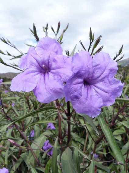 Ruellia brittoniana - T-Y Nursery