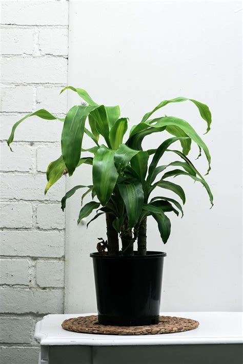 Enhance Your Decor: The Luxurious Dracaena fragrans - plants Delivery ...