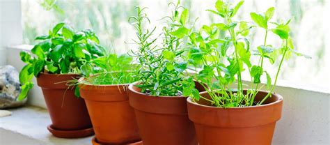 The Beginners Guide To A Container Herb Garden Grocycle