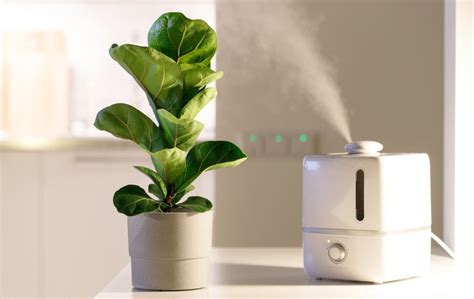 The Best Humidifier For Plants Grow Rooms Green Acres Gardening