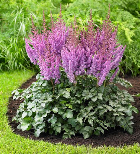 Hosta and Astilbe Shade-Loving Garden Collection With 14 Plants | Wind ...