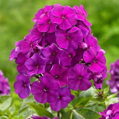 Phlox Paniculata Nicky H Stfloks Stauder Til Haven Staudemarken