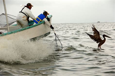 Deepwater Horizon: Images of an Impact | Live Science