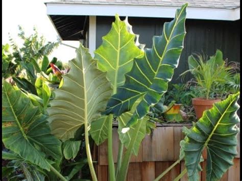 Alocasia Sarian A Giant Leafed Elephant Ear Or African Mask Plant