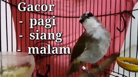 Trucukan Gacor Ropel Panjang Hari Ini Manjur Buat Pancingan Semua Jenis