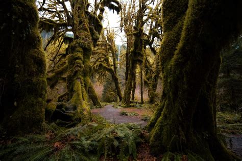 Everything You Need To Know About Visiting The Strange Hoh Rainforest ...