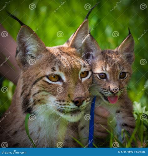 Adorable Eurasian Lynx With Cub Portrait At Summer Field Stock Image