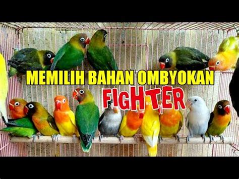 Memilih Lovebird Bahan Ombyokan Fighter Prospek Di Lapangan Terbaru