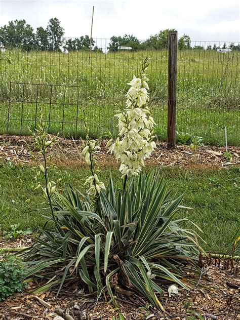 Yucca Filamentosa Bright Edge W Adam S Needle T Flickr