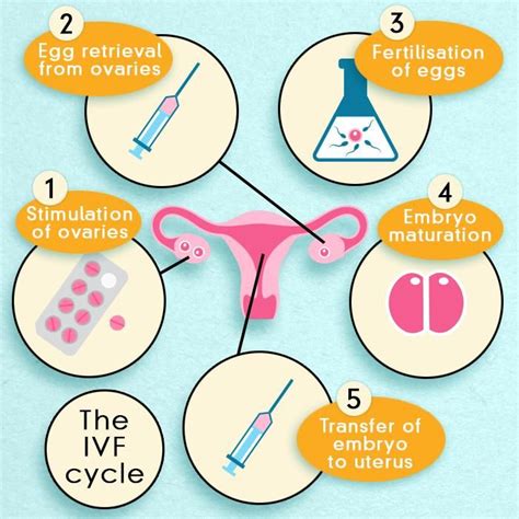 Ivf Cycle Ivf Pregnancy Ivf Pregnancy Help