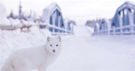 Photo Du Film Kina Yuk Renards De La Banquise Photo 6 Sur 18