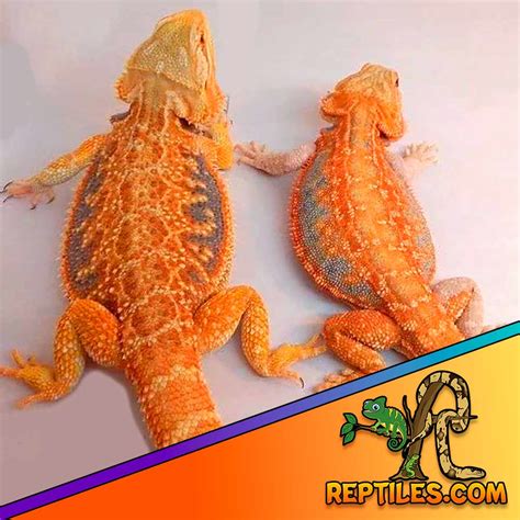 Reptiles For Sale Online From The Best Online Reptile Store Offering Pet