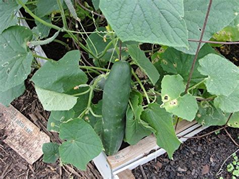 30+ Sweet Success Cucumber Seeds | AmericanGardener.com