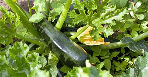 When And How To Harvest Zucchini Gardeners Path