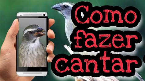 Como Fazer O Trinca Ferro Cantar Youtube