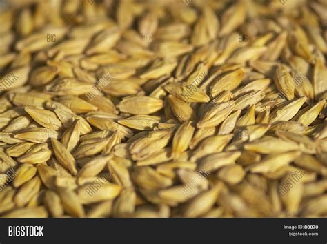 Barley Seeds Image & Photo (Free Trial) | Bigstock